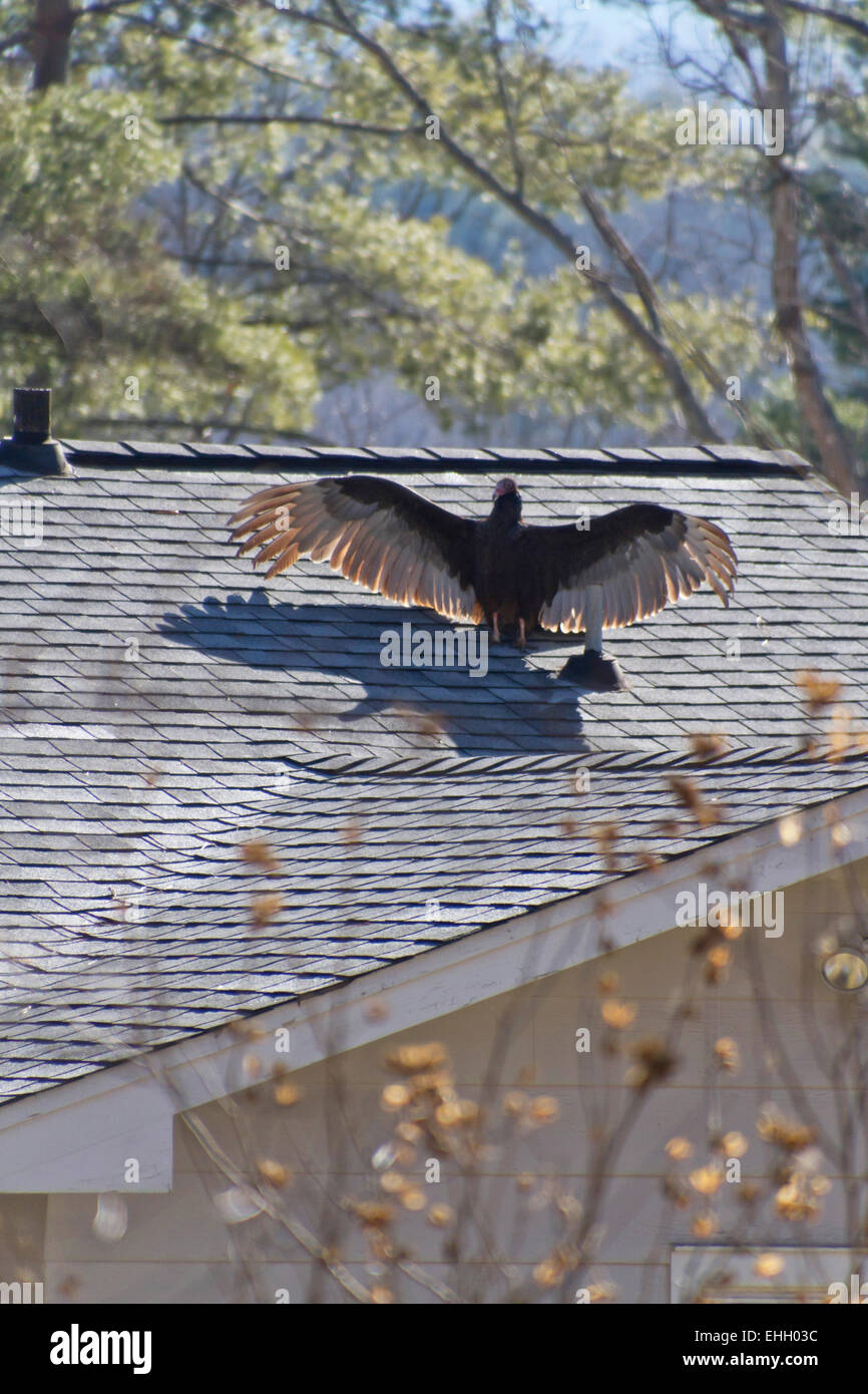 Ein Türkei-Geier breitet seine Flügel in der Sonne zu bereinigen, während auf dem Dach eines Hauses thront Stockfoto