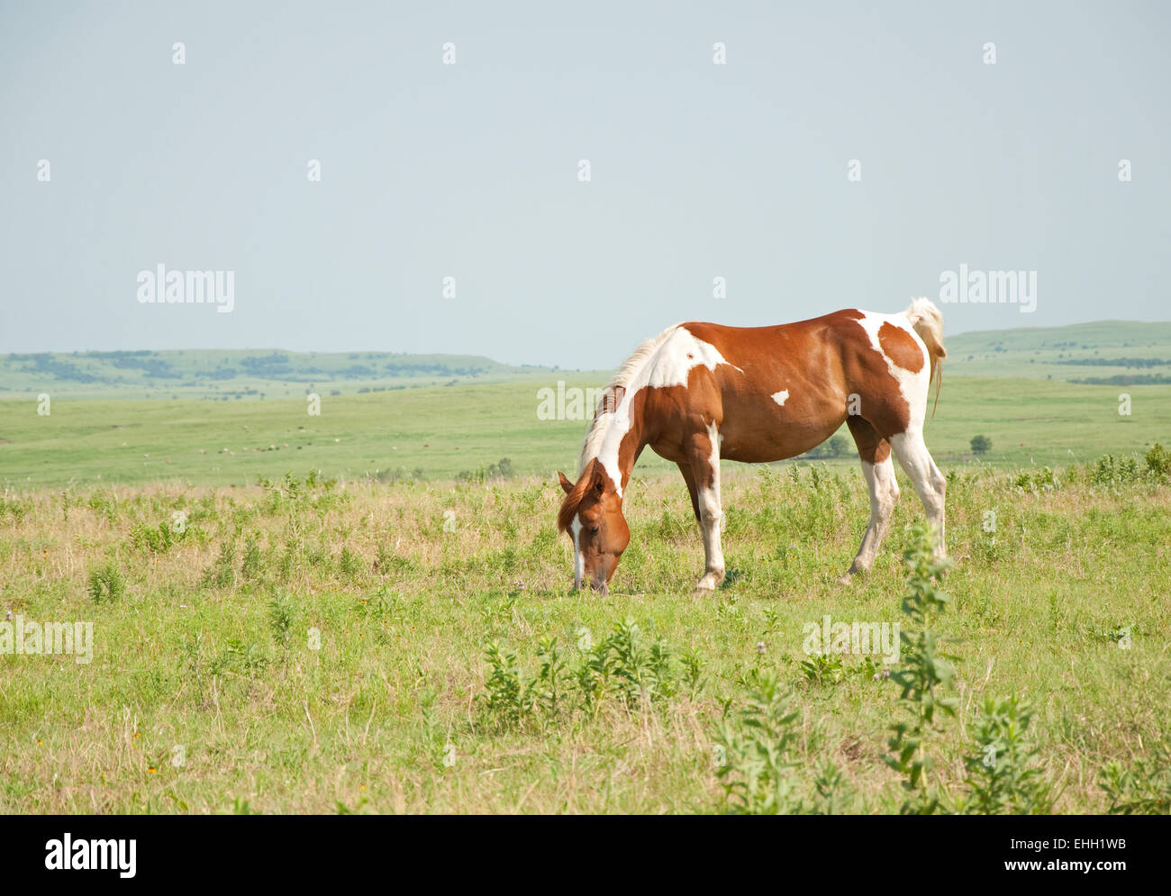 Kastanien und weißer Farbe Pferd grasen auf der Weide vor weiten, offenen Prärie Hintergrund Stockfoto