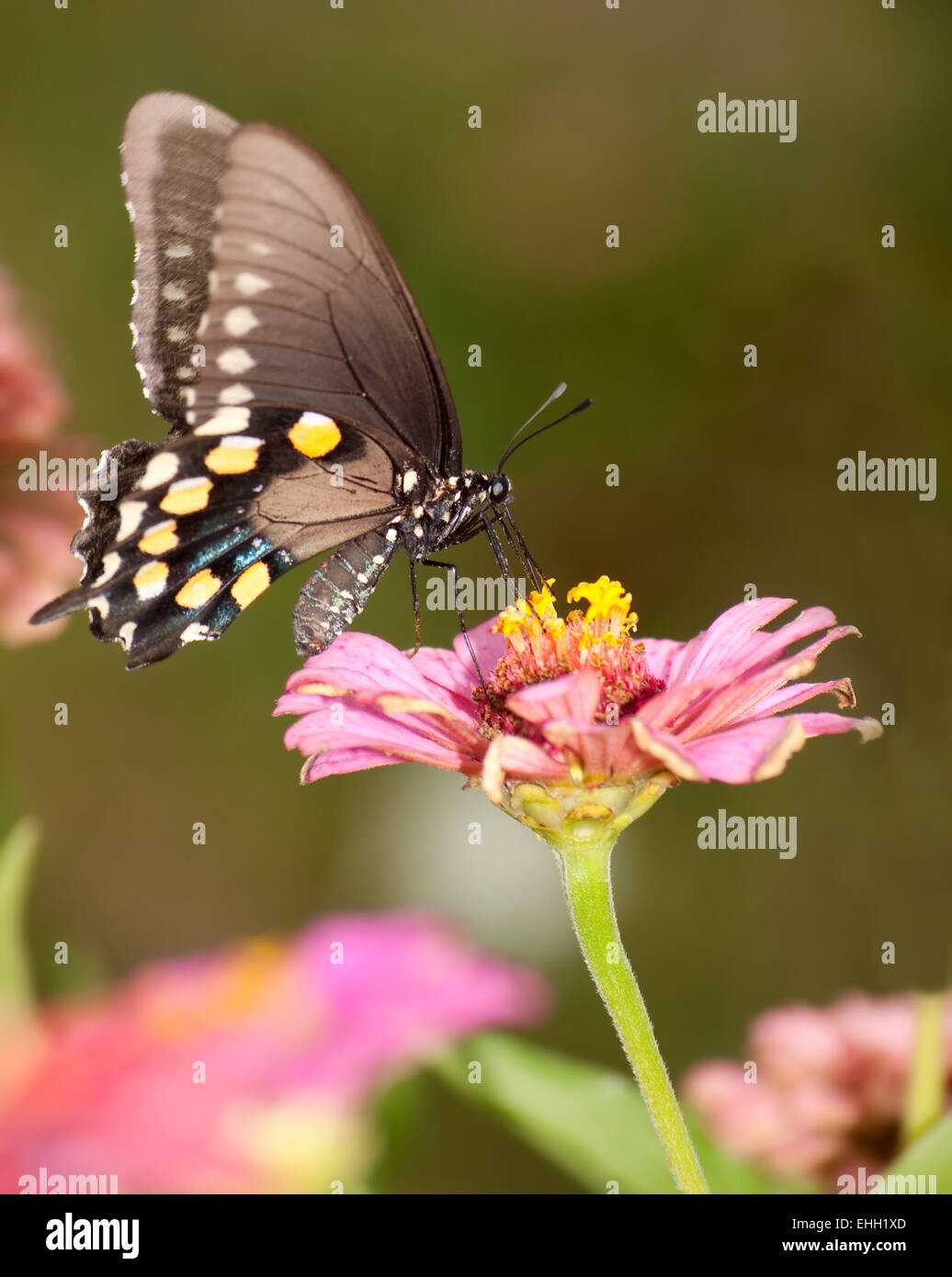 Grün-Schwalbenschwanz Schmetterling Fütterung auf rosa Zinnia im Garten Stockfoto