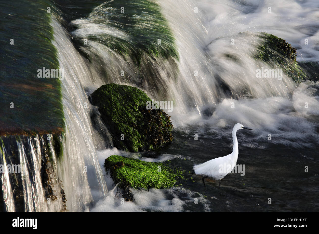 Casmerodius Albus, Le Faou, Bretagne, Frankreich Stockfoto