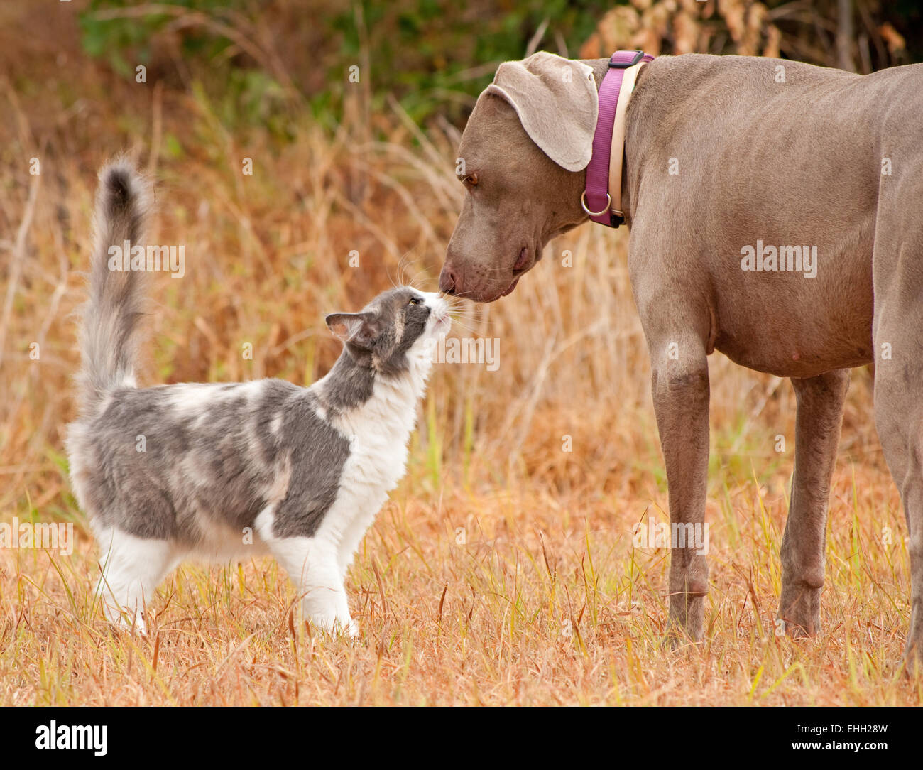 Katzen- und große Nasen schnüffeln Stockfoto