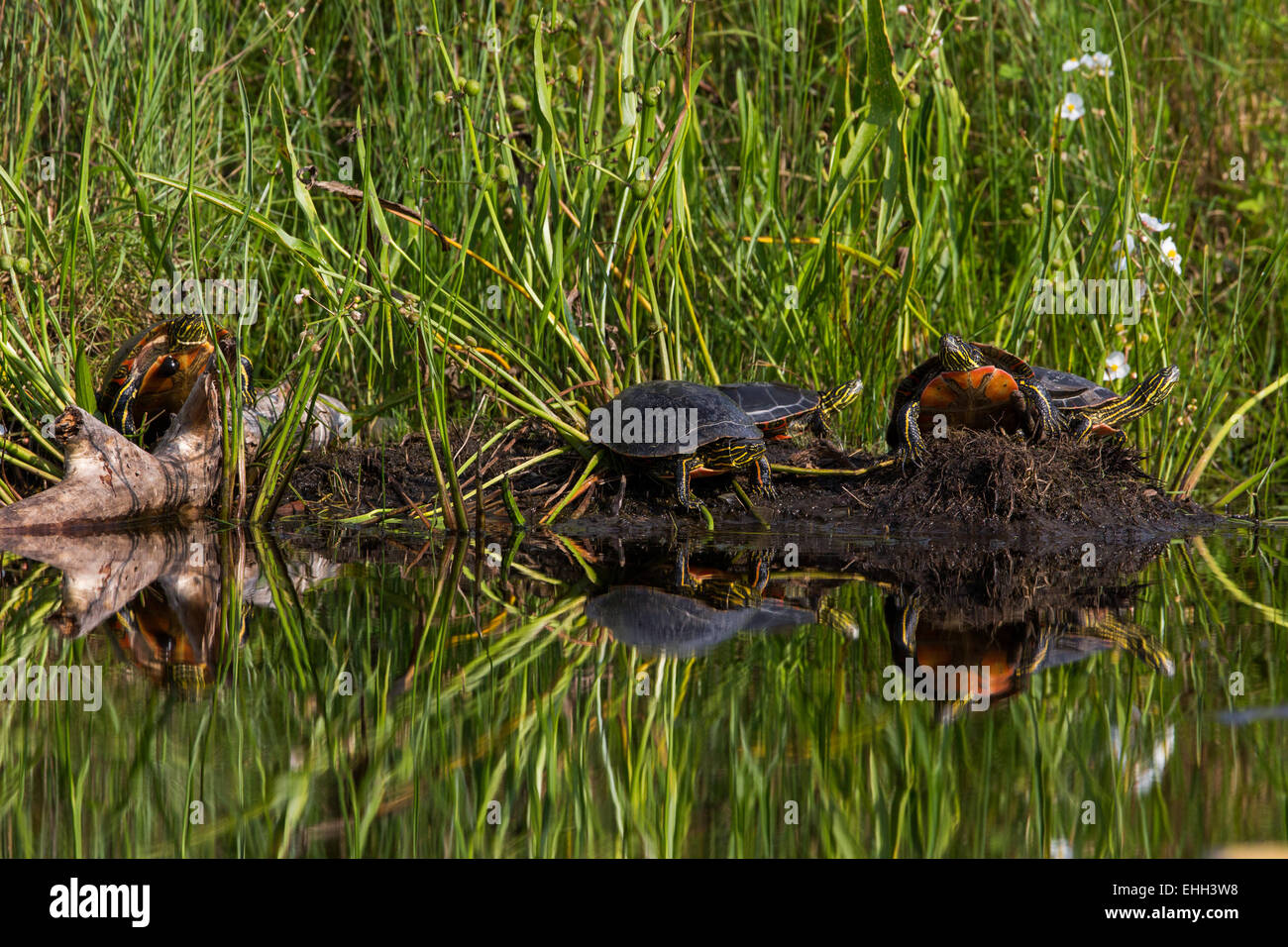 Gemalte Schildkröten Stockfoto