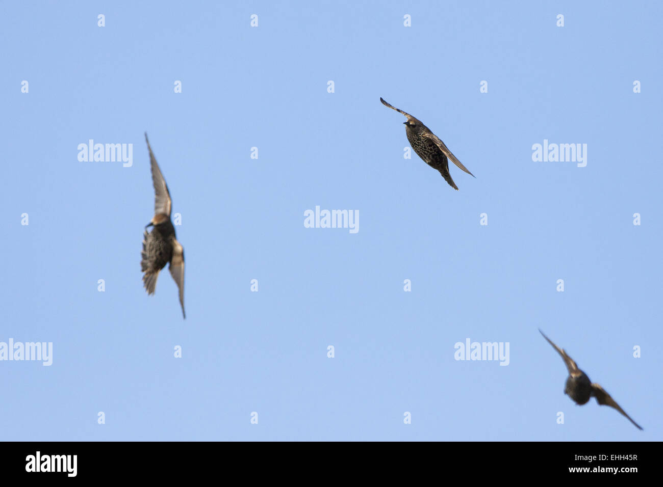 Stare (Sturnus Vulgaris) im Flug Stockfoto