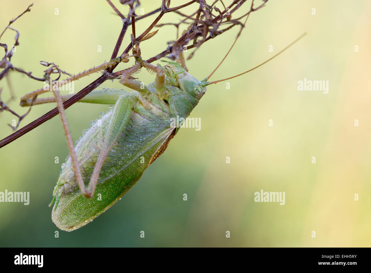 große grüne Bush-cricket Stockfoto