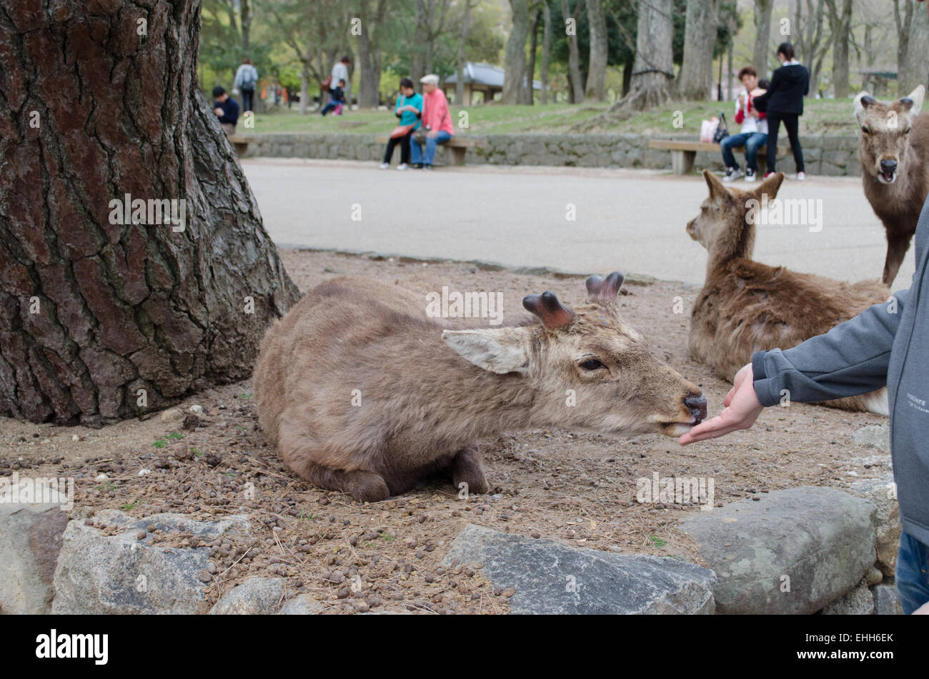 Ein Reh frisst sanft direkt aus meiner Hand in Nara-Park, Japan, 2014. Stockfoto