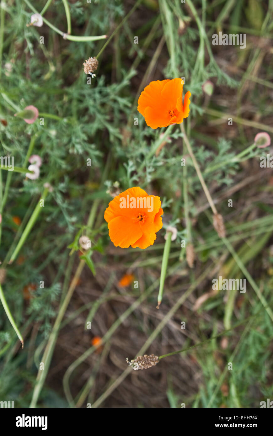 Mohn wachsen wild an kalifornischen Küste Stockfoto