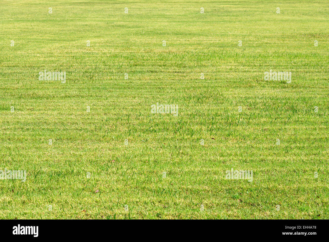 geschnittenen grünen Rasen in einem Garten im Herbst Stockfoto
