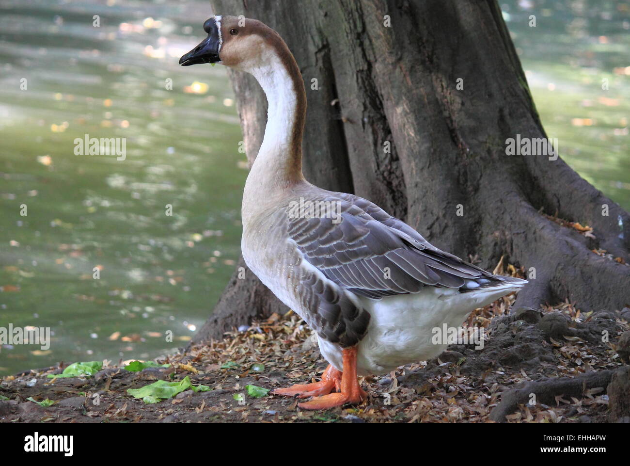 Wilde Graugans Stockfoto