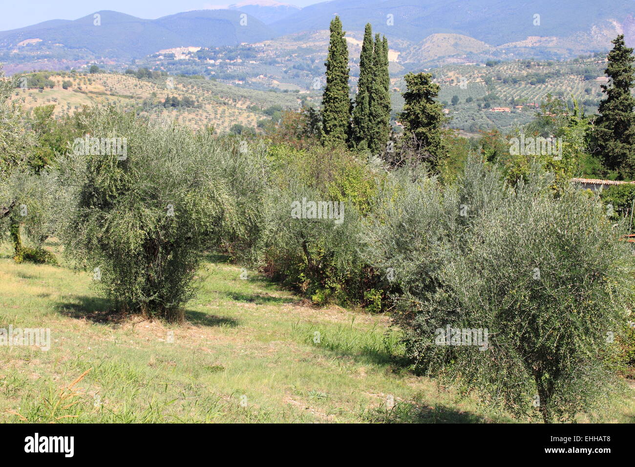 Alten Olivenhain in der Toskana Stockfoto