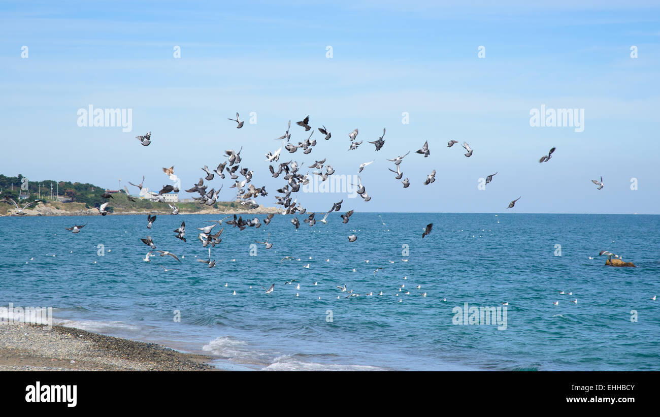 Soaring Möwe Herde an einem Ufer an einem sonnigen Tag Stockfoto