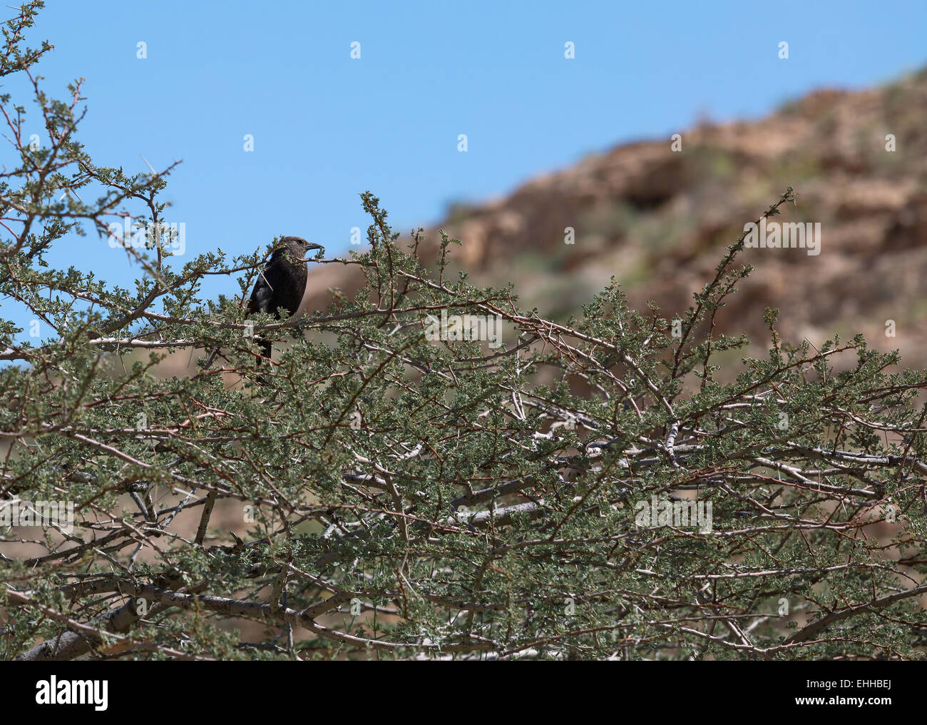 Long-tailed Starling sitzt auf einem Baum Stockfoto