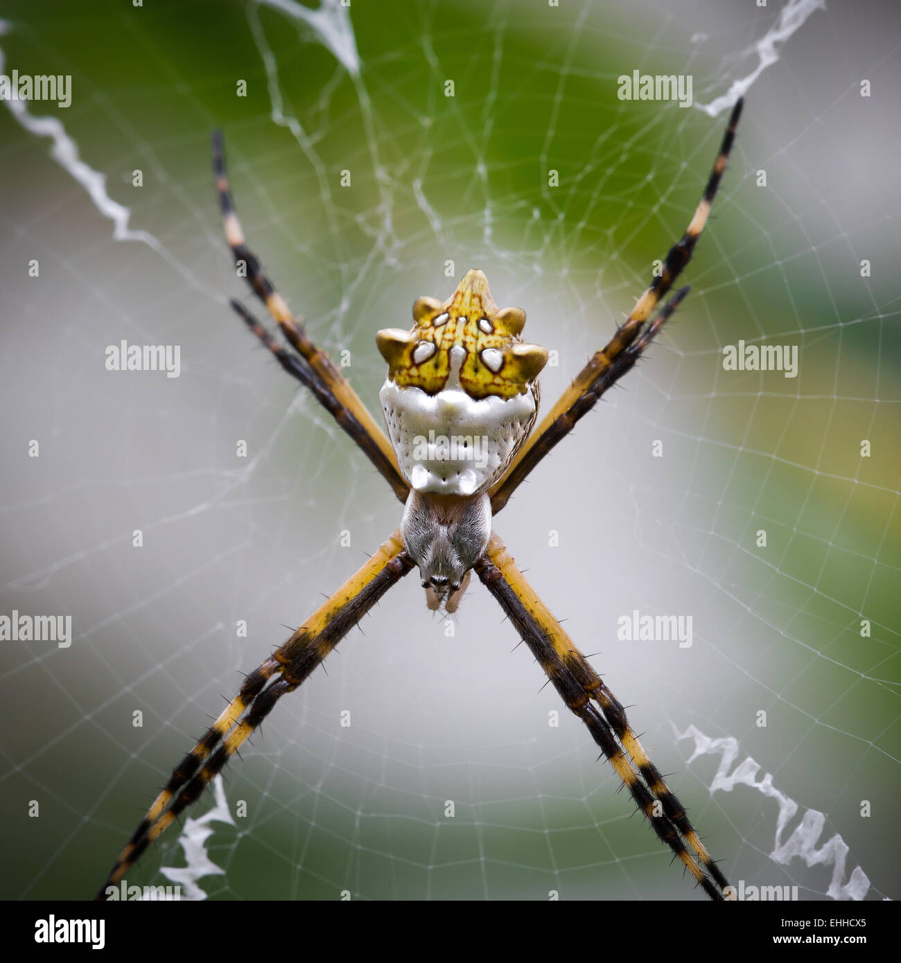 Schwarz und gelb Argiope Spider Web im Garten Stockfoto