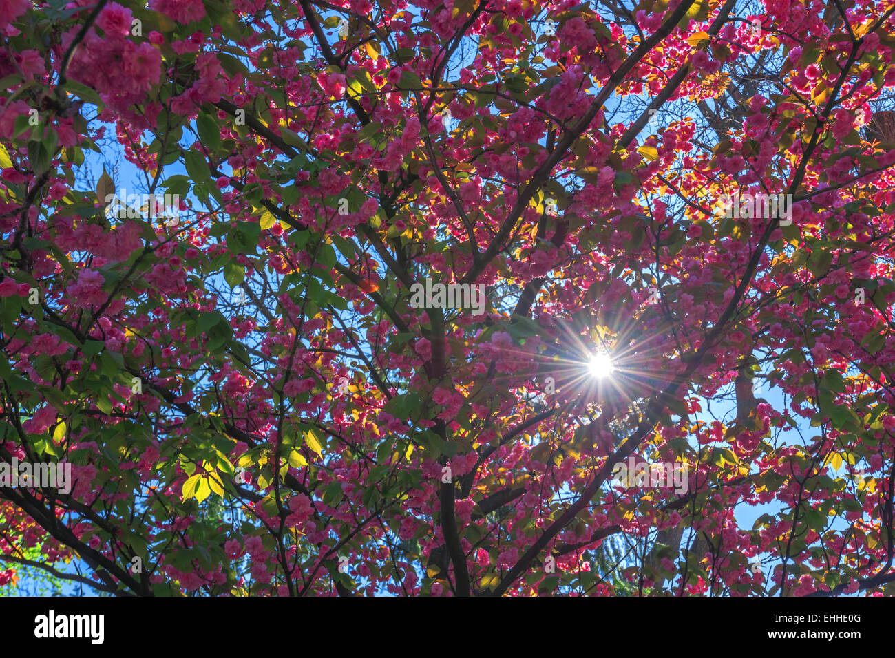 Sakura-Zweig Schönheit hautnah Stockfoto