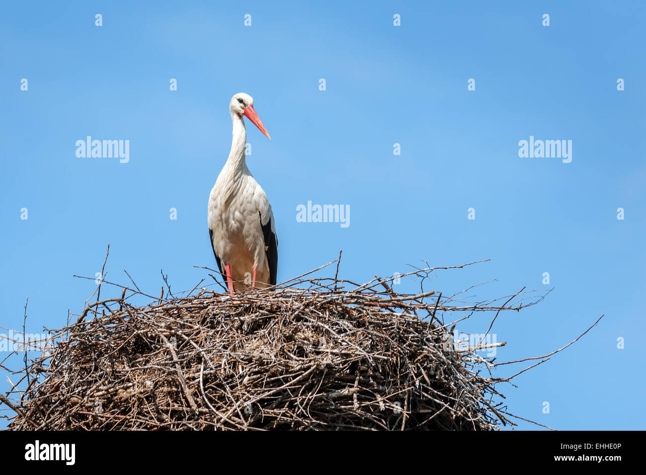 Storch auf dem Nest hautnah Stockfoto