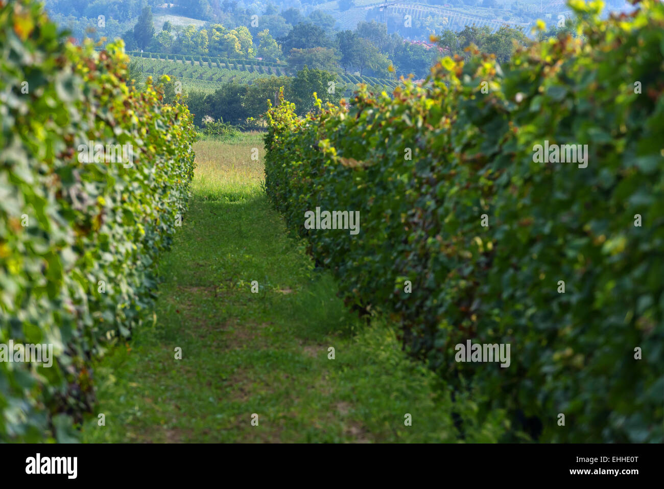 grüner Weinberg auf Italien closeup Stockfoto