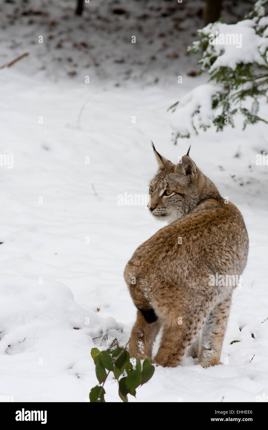 Luchs Stockfoto