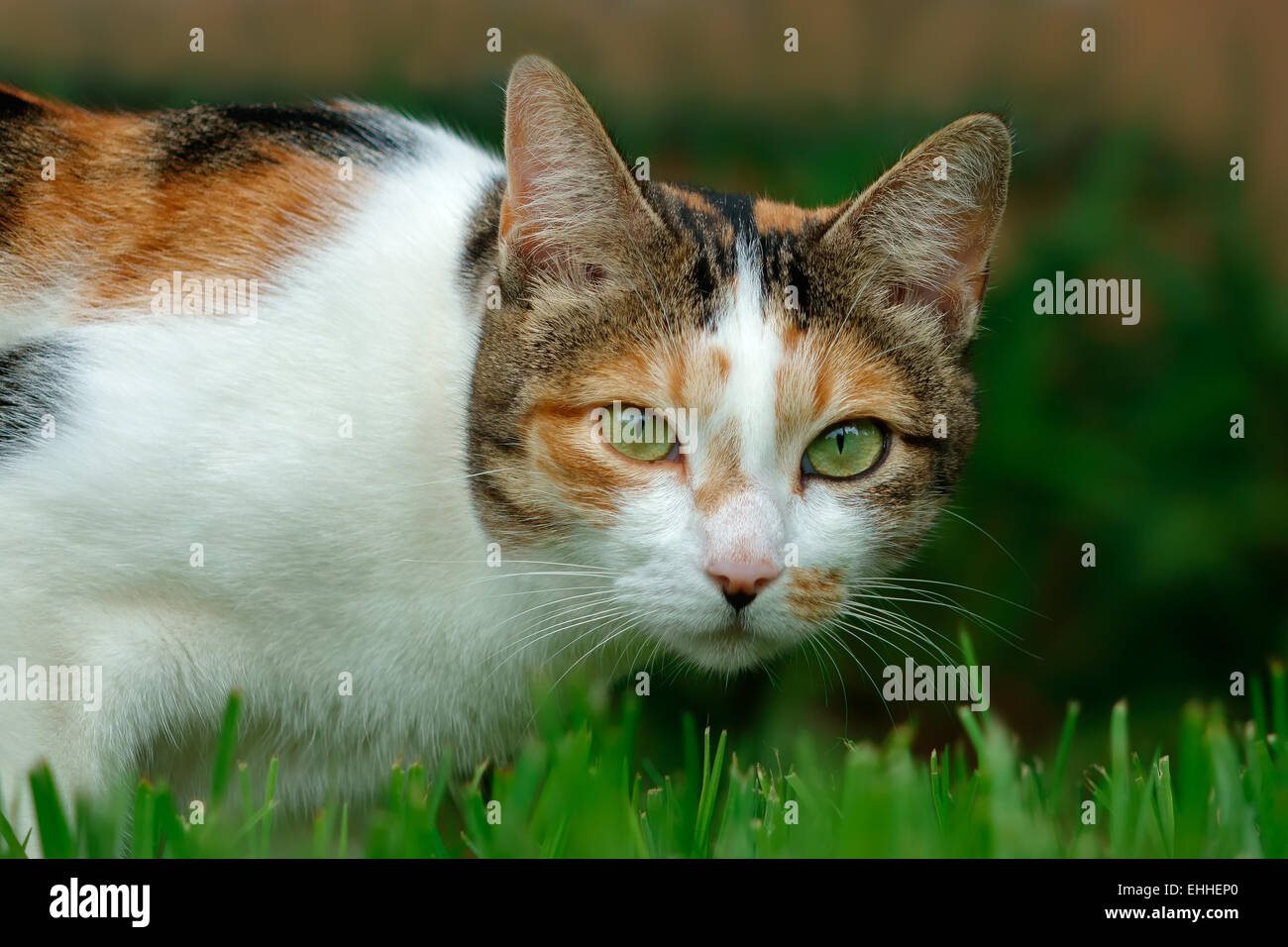 Porträt einer süßen Katze im Garten auf dem Rasen Stockfoto