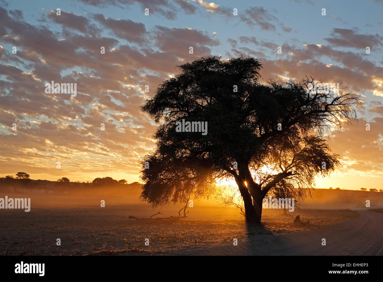 Sonnenuntergang mit Silhouette Baum und Staub, Kalahari-Wüste, Südafrika Stockfoto