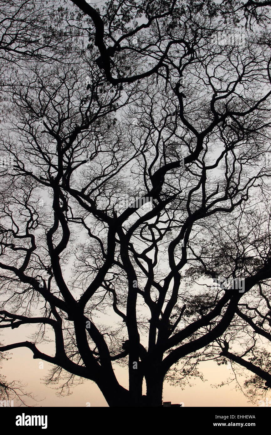 Winter, Baum Silhouette Indien Stockfoto