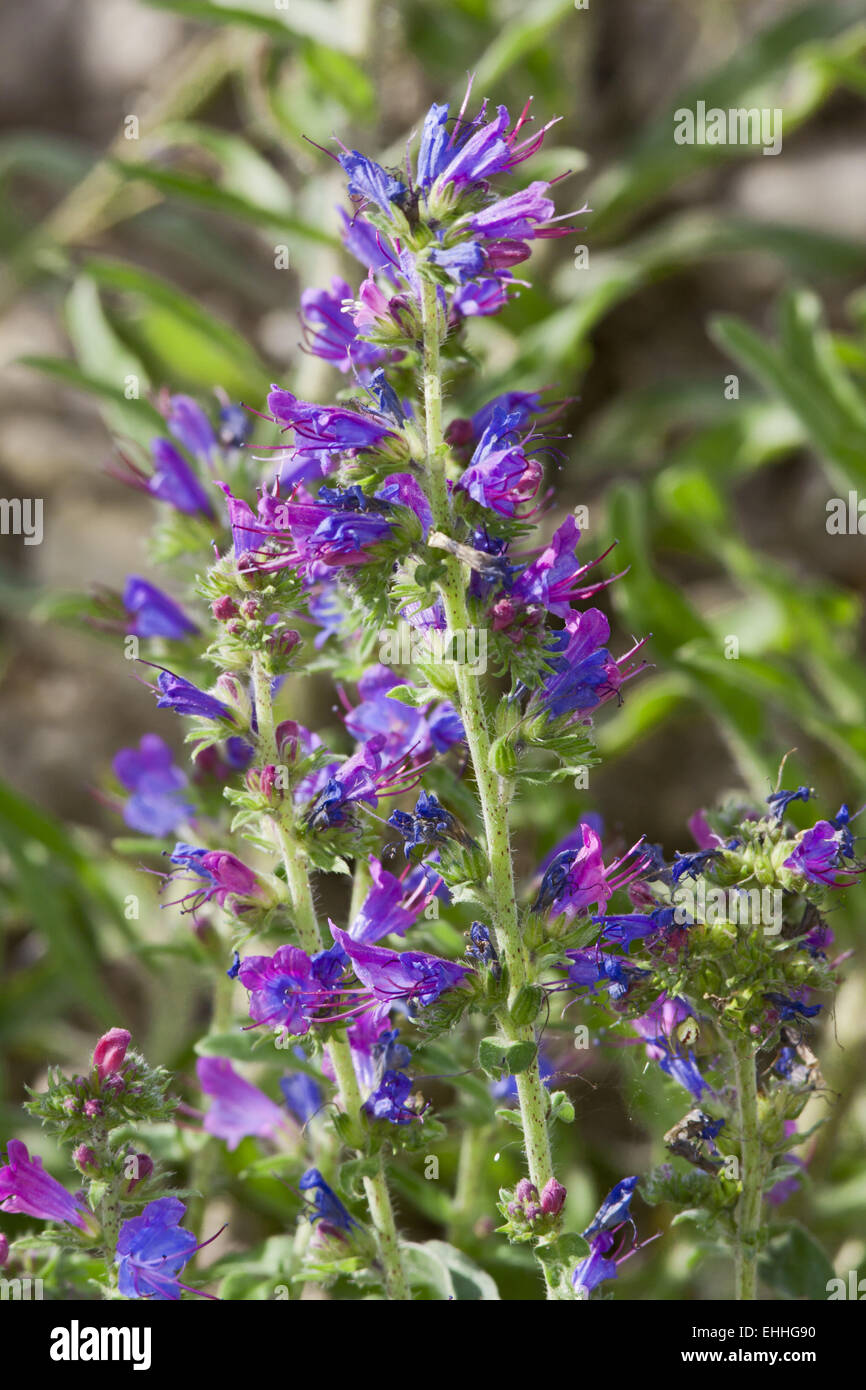 Echium Vulgare, Viper's Bugloss Stockfoto