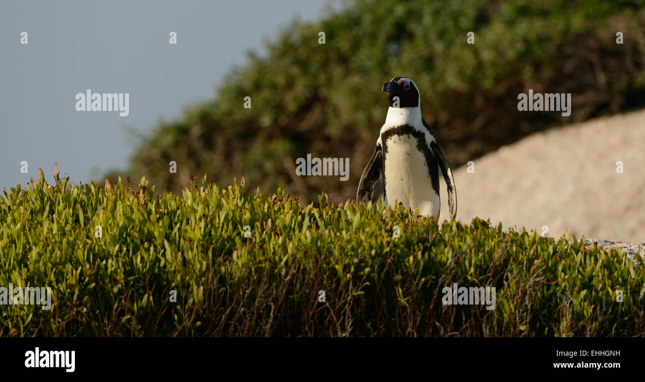 Afrikanische Pinguin (Spheniscus Demersus) auf dem Weg, an einem Strand in der Nähe von Kapstadt in Südafrika. Stockfoto