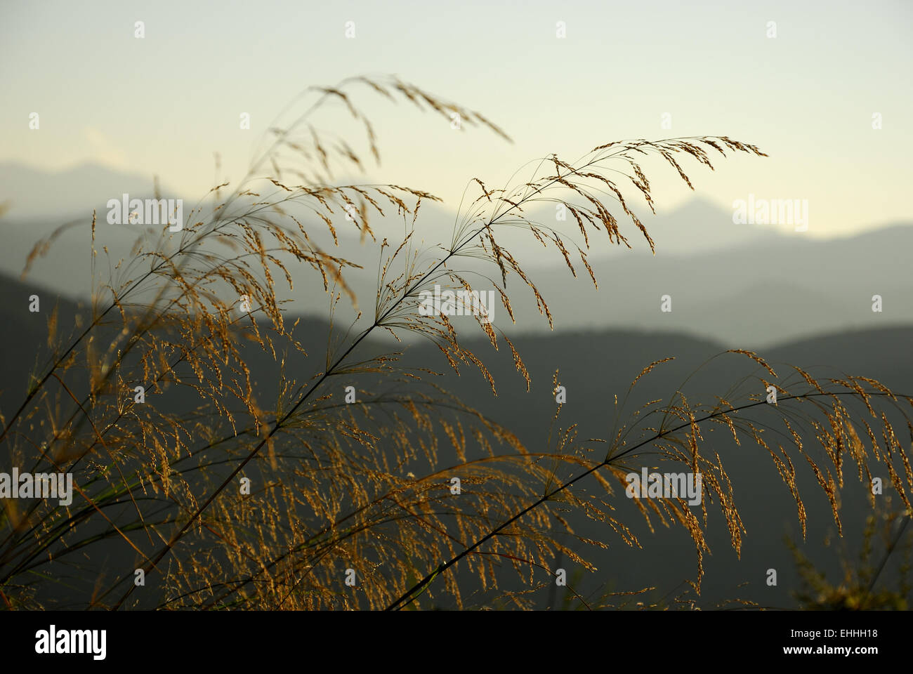 Letzten Sonnenlicht und Gras in der Nähe von Lama Stockfoto