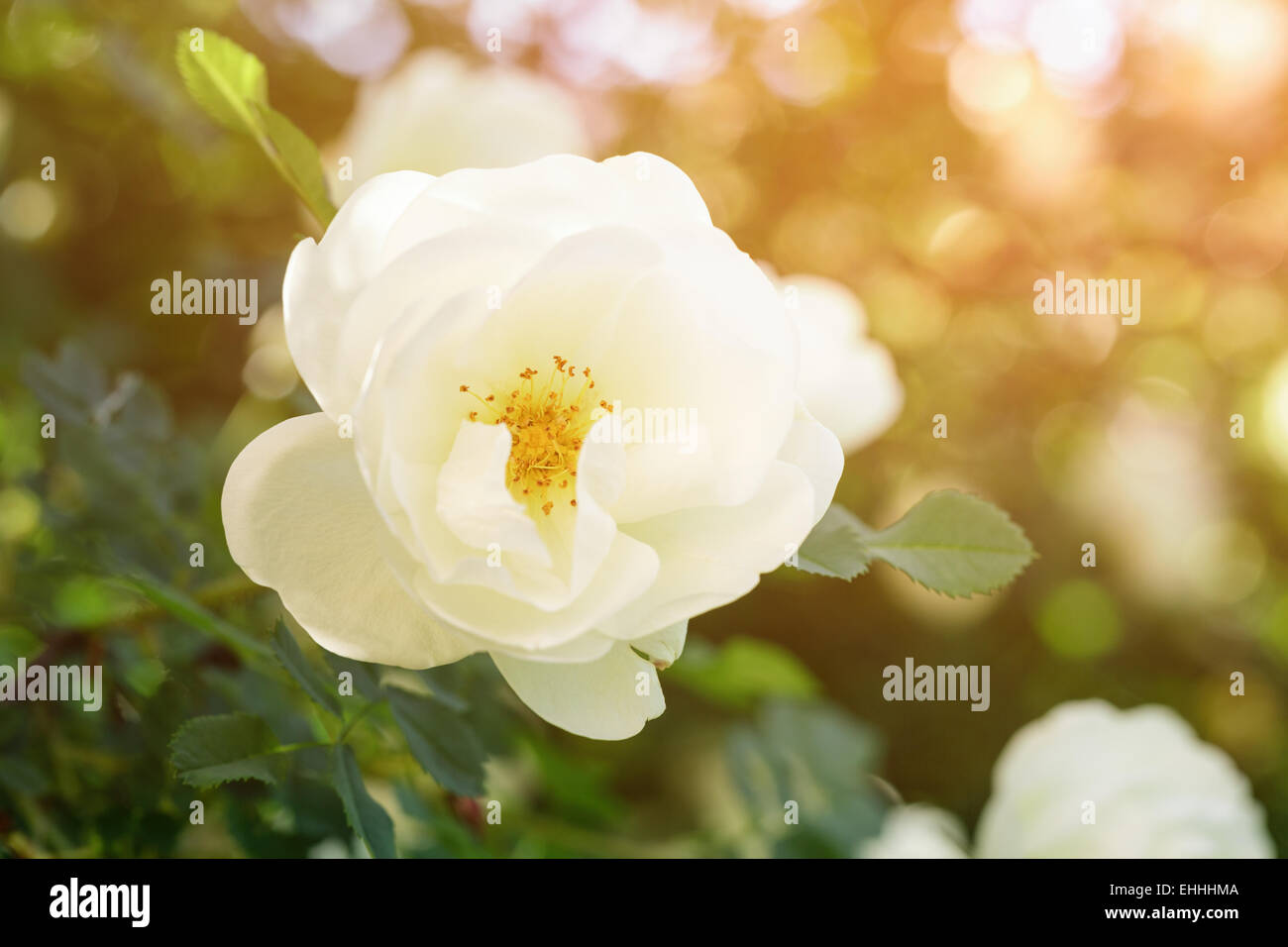 Weiße rose Blume auf Bush Nahaufnahme Foto Stockfoto