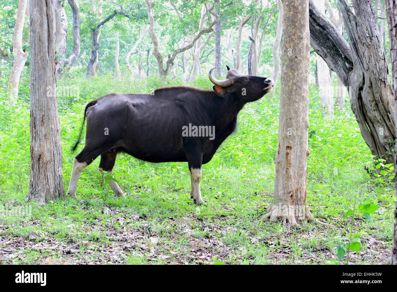 Gaur, (Bos Gaurus), indische Bison Mudumalai Nationalpark Tamil Nadu Indien Stockfoto