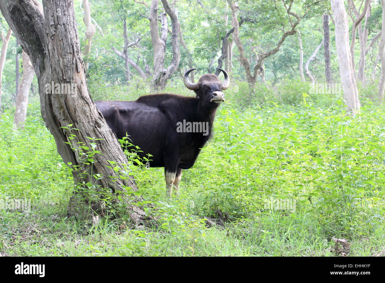 Gaur, (Bos Gaurus), indische Bison Mudumalai Nationalpark Tamil Nadu Indien Stockfoto