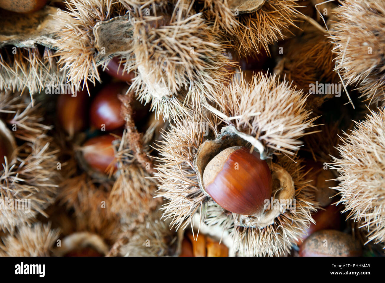 Frischen Sweet Chestnut in ihrer Schale Stockfoto