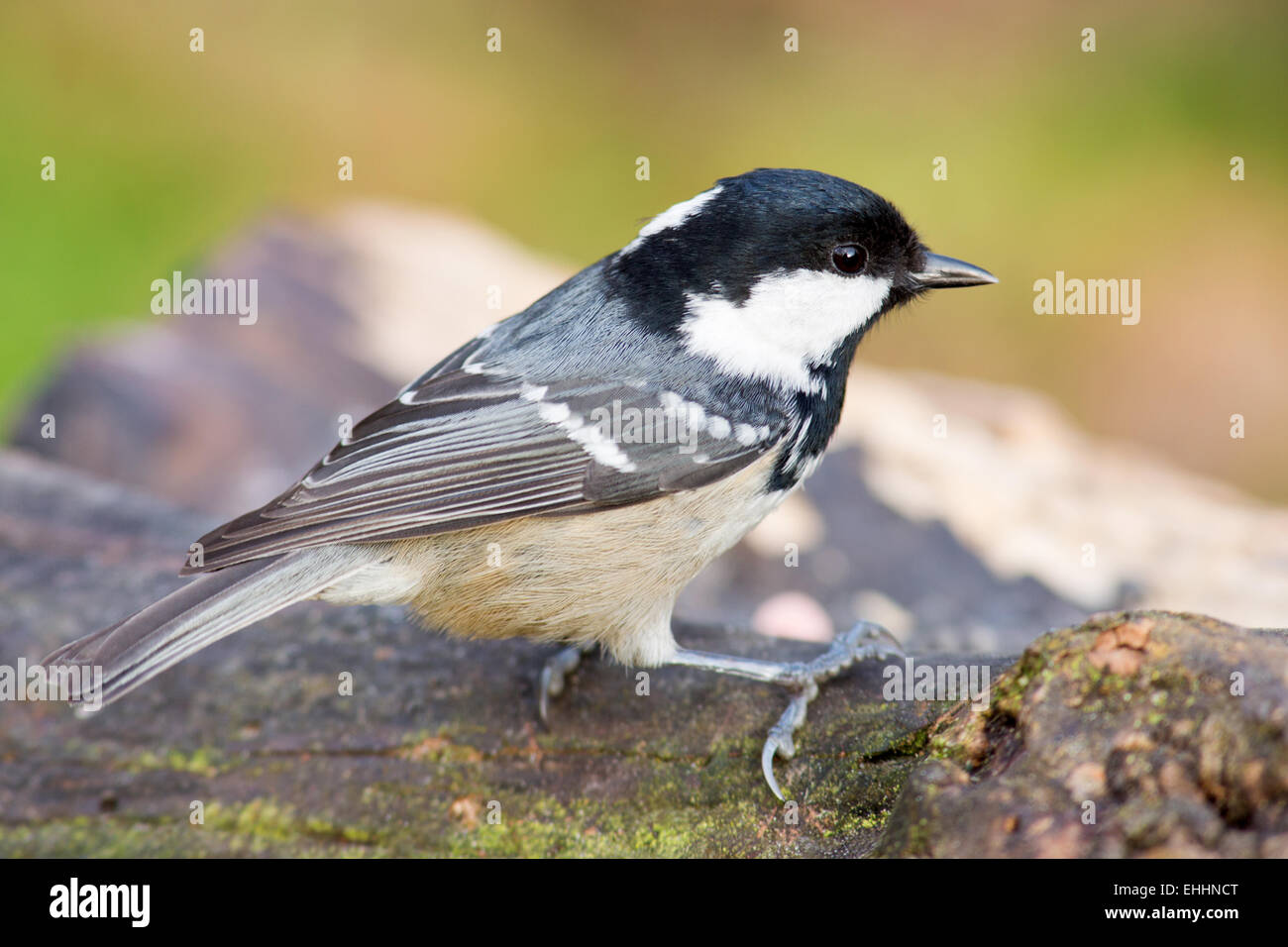 Tannenmeise Stockfoto