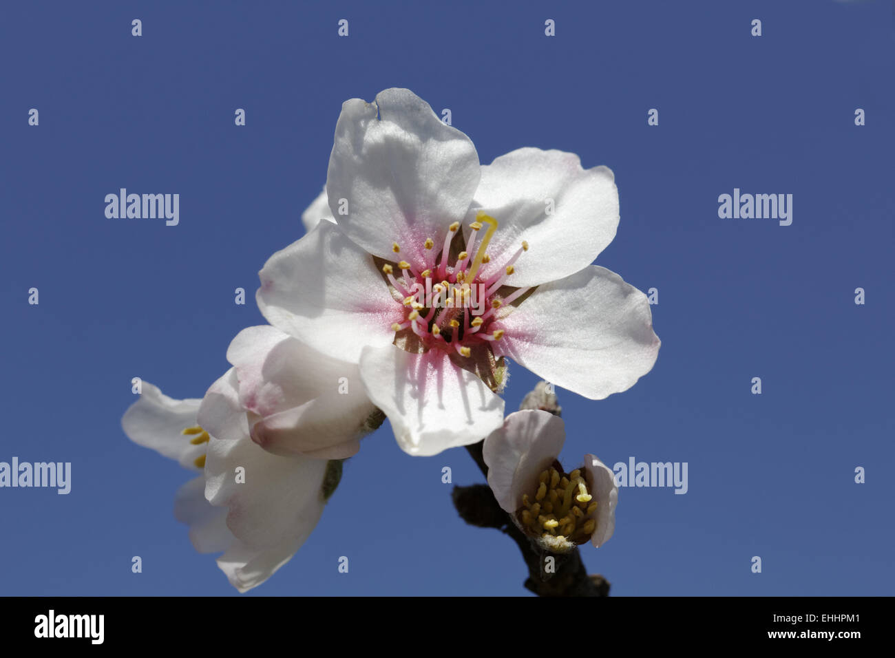 Prunus Dulcis, var. Amara, Mandelbaum Stockfoto