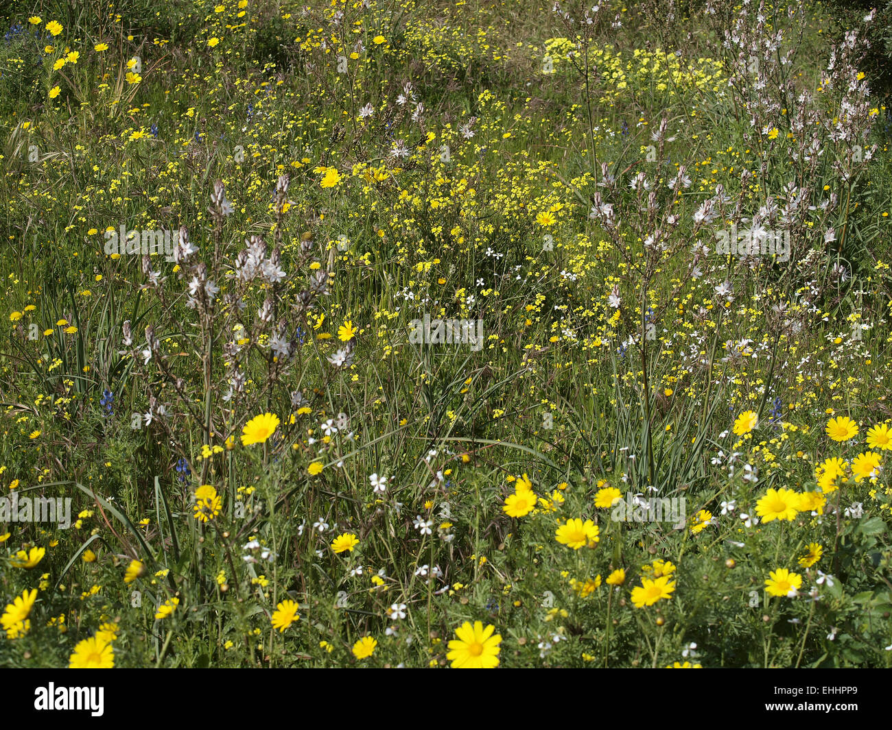 Asphodelus Aestivus, verzweigte Asphodel Stockfoto