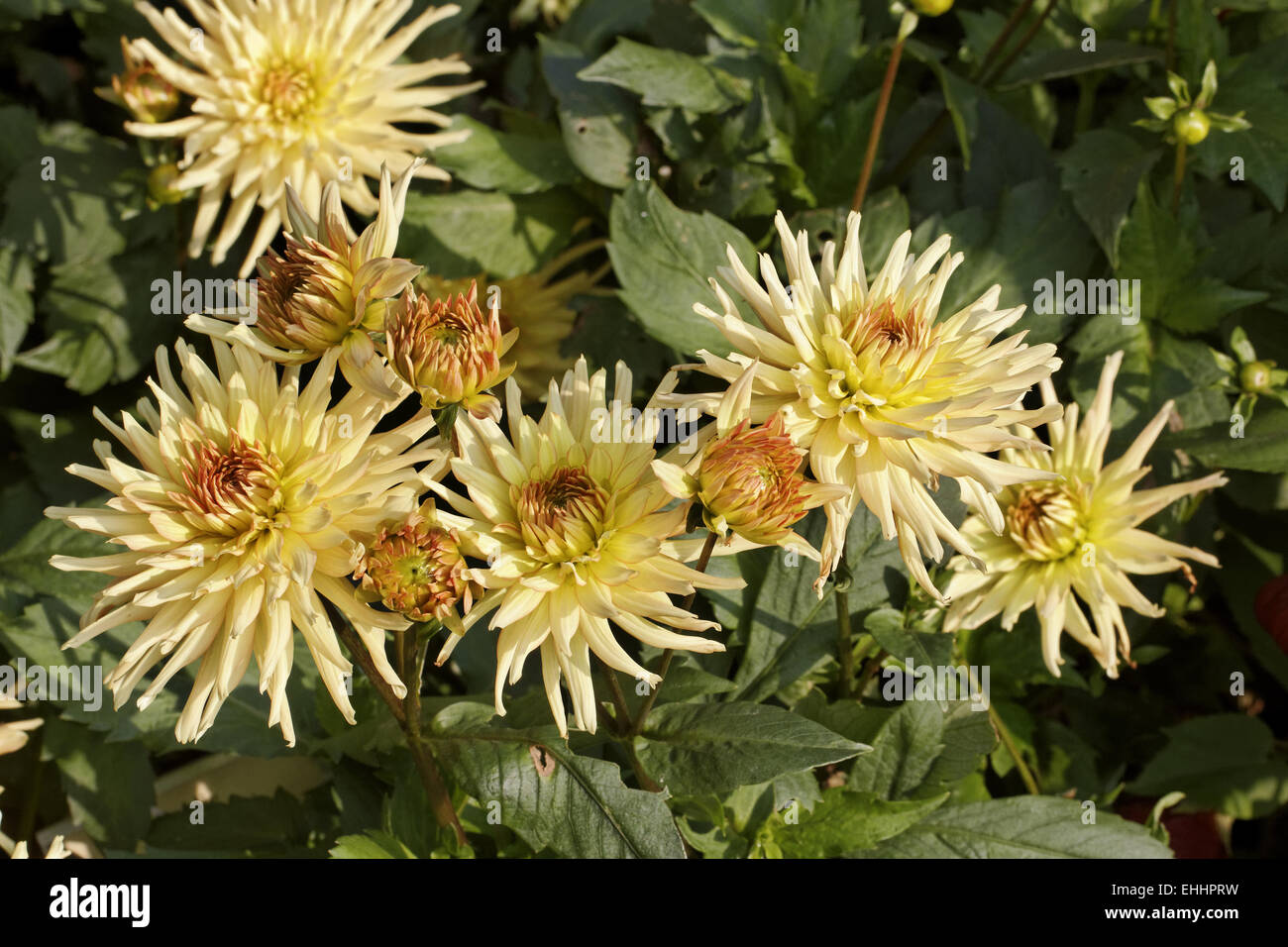 Dahlia Hybid, Spätsommer Blume Stockfoto