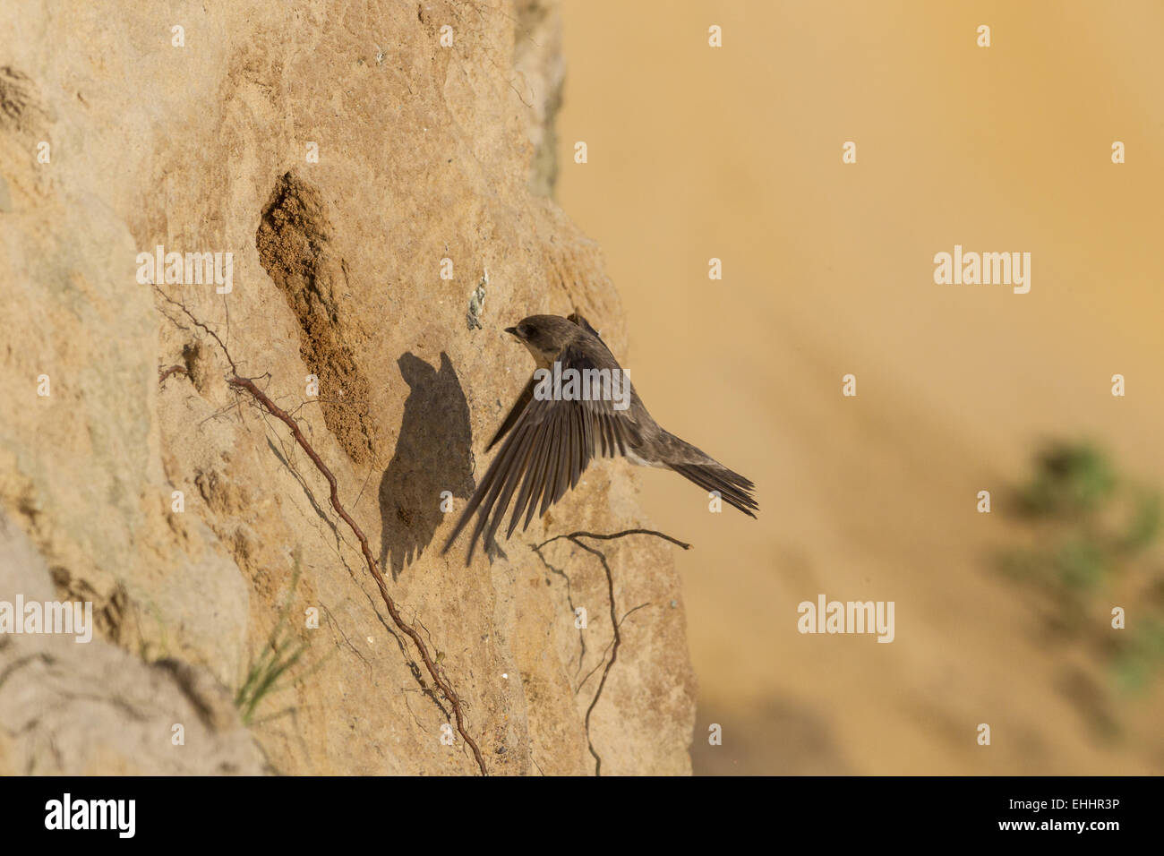 Uferschwalbe (Riparia Riparia) Stockfoto