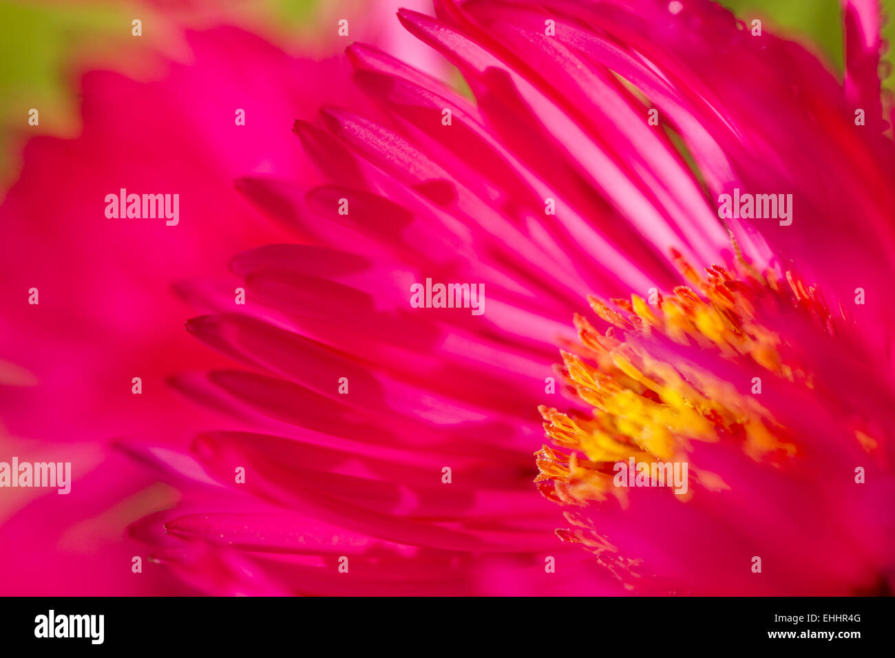 Aster Blumen (Asteraceae) Stockfoto