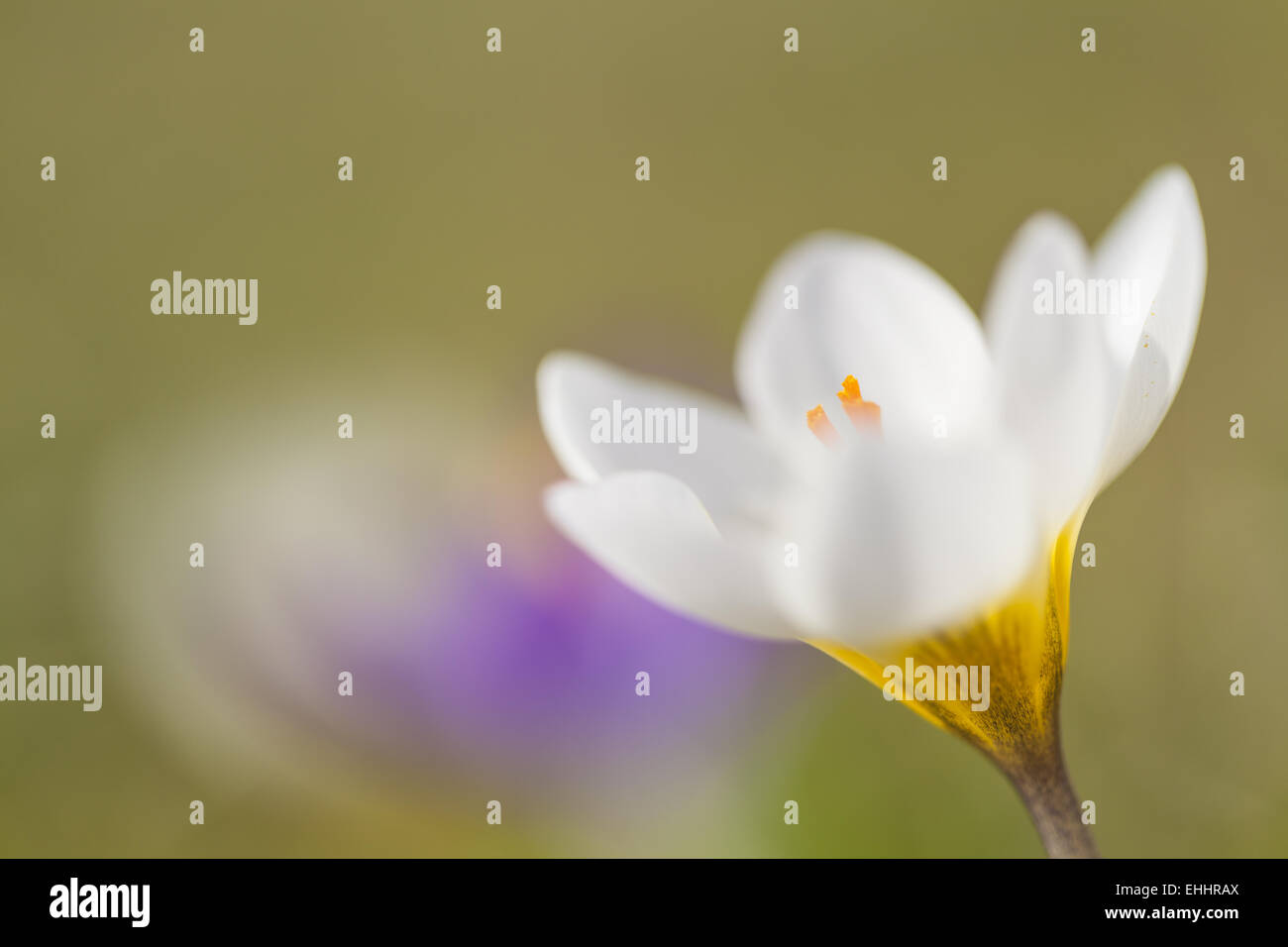 Krokus (Crocus) Stockfoto