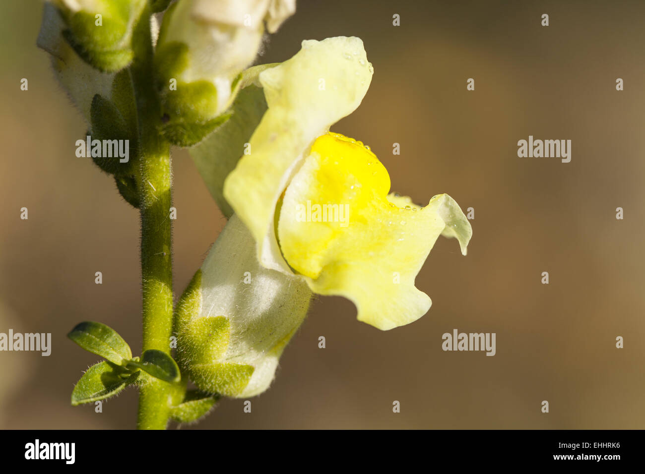 Löwenmaul (Antirrhinum) Stockfoto