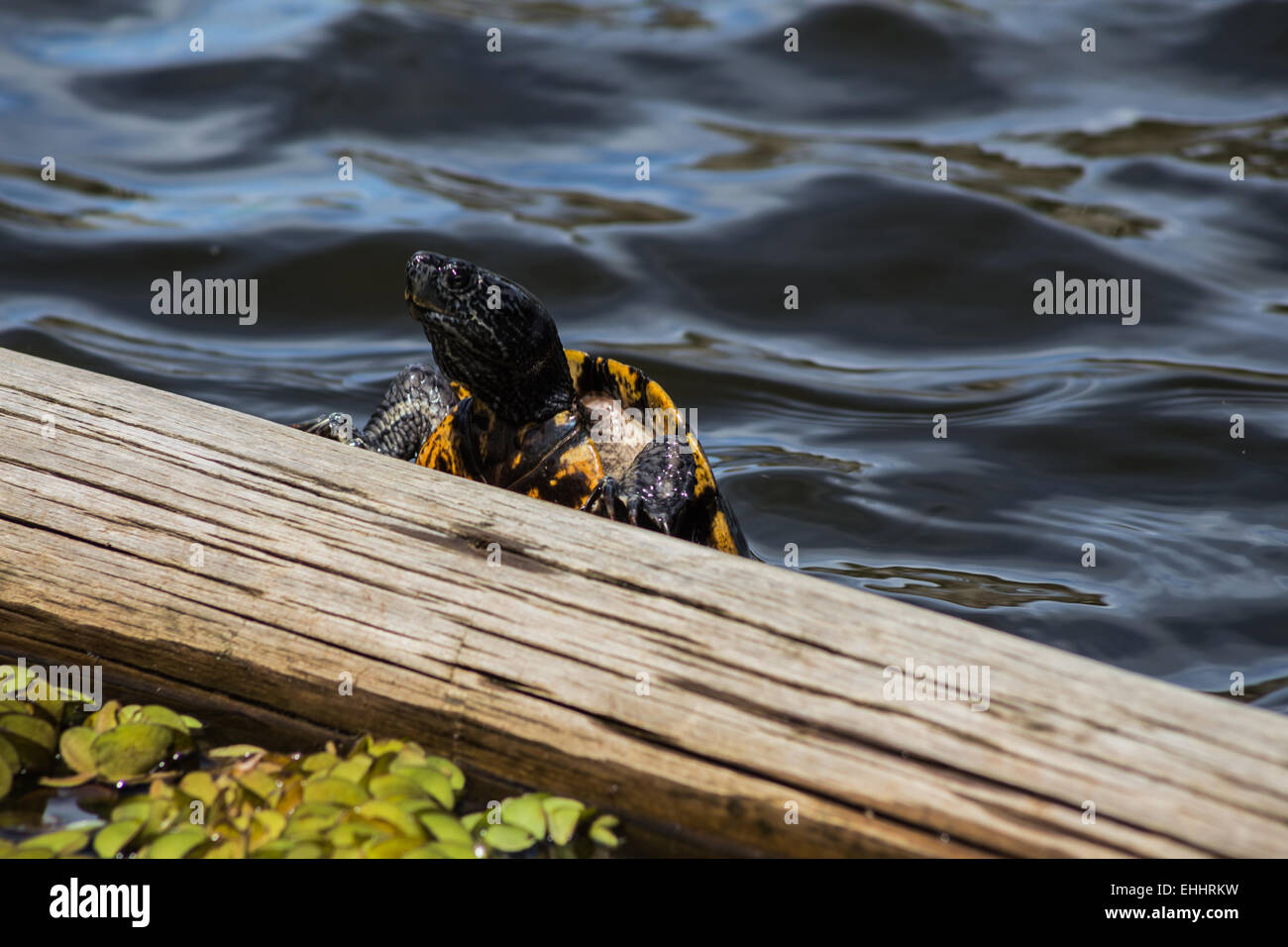 Schildkröte-Tiger auf Holz im blauen See Stockfoto