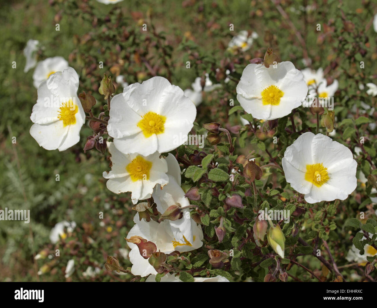 Cistus Salvifolius, Salbei-leaved Rock Rose Stockfoto