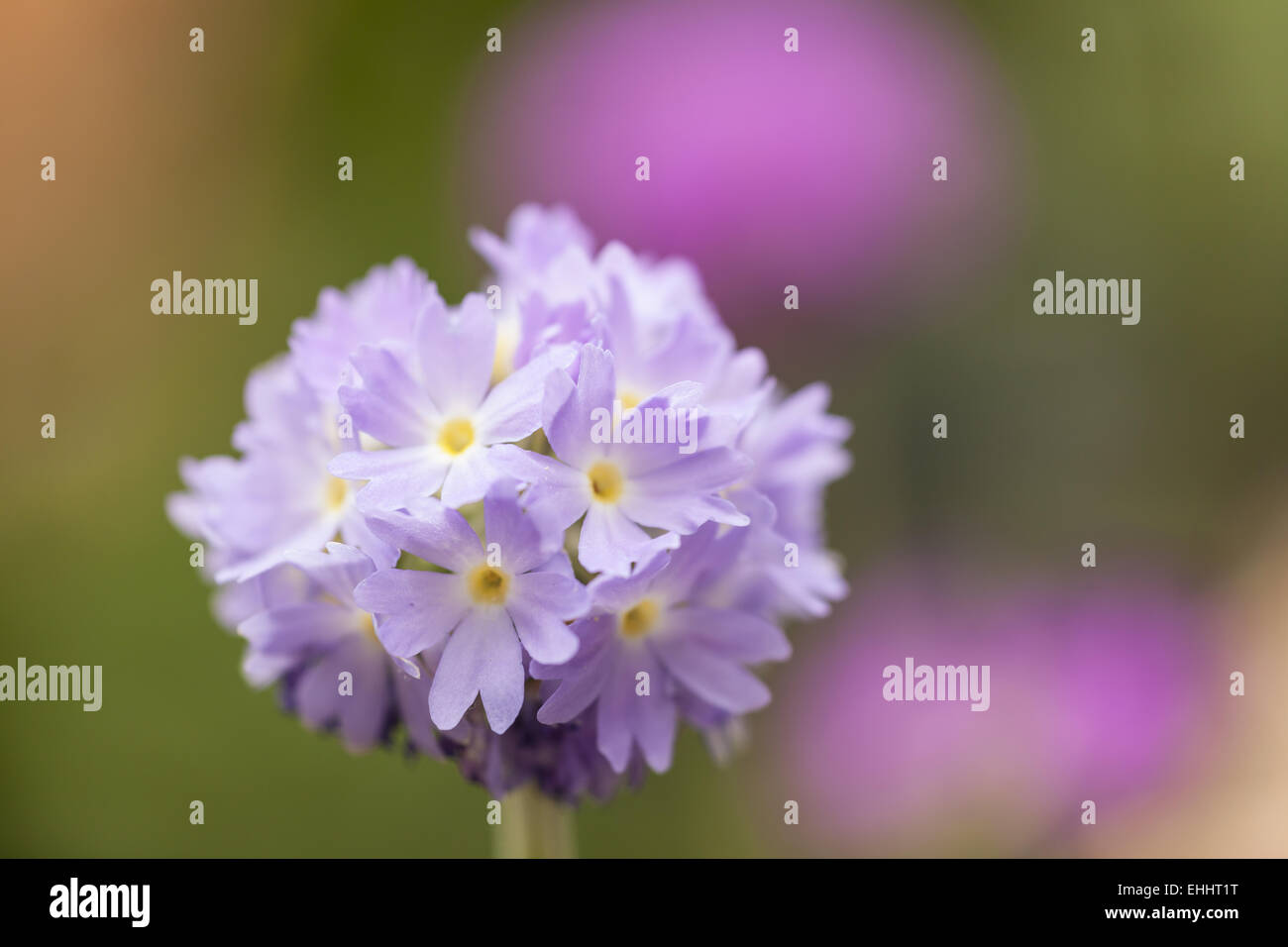 Japanische Primel (Primula Japonica) Stockfoto