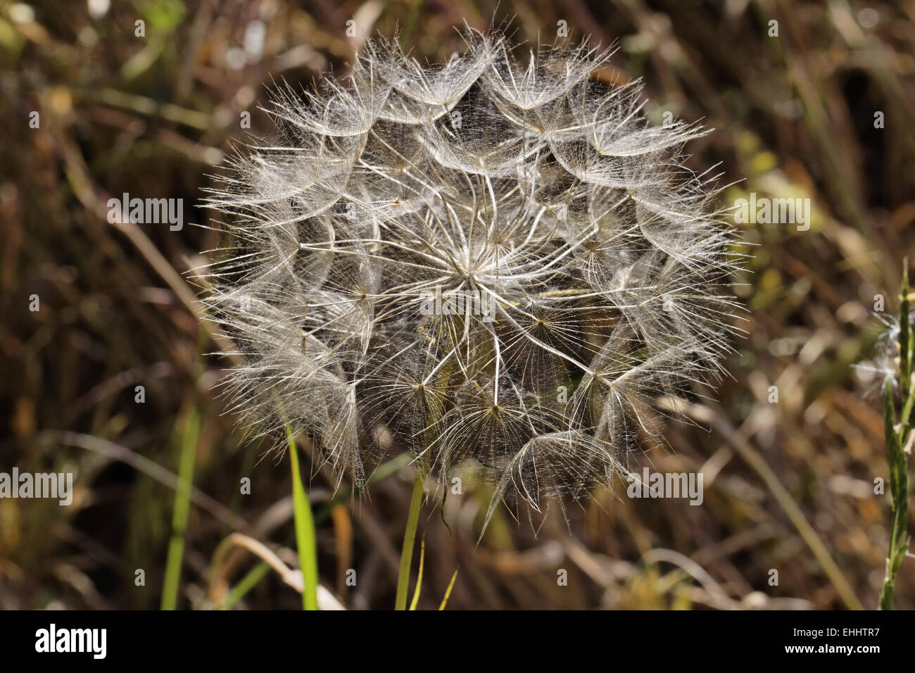 Uruspermum Dalechampii, glatten goldenen Vlies Stockfoto