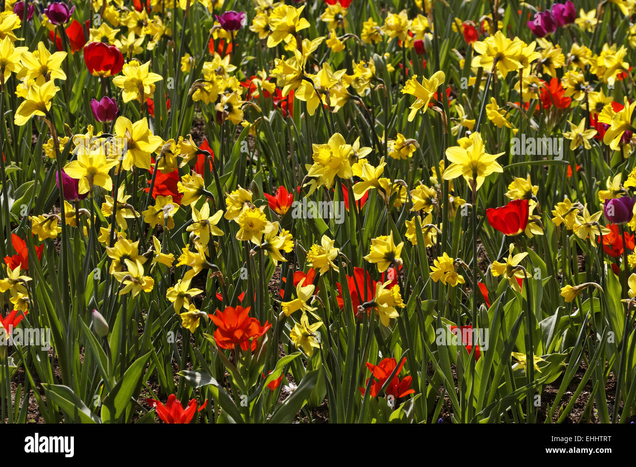 Rote Tulpen und Narzissen im Frühjahr, Deutschland Stockfoto