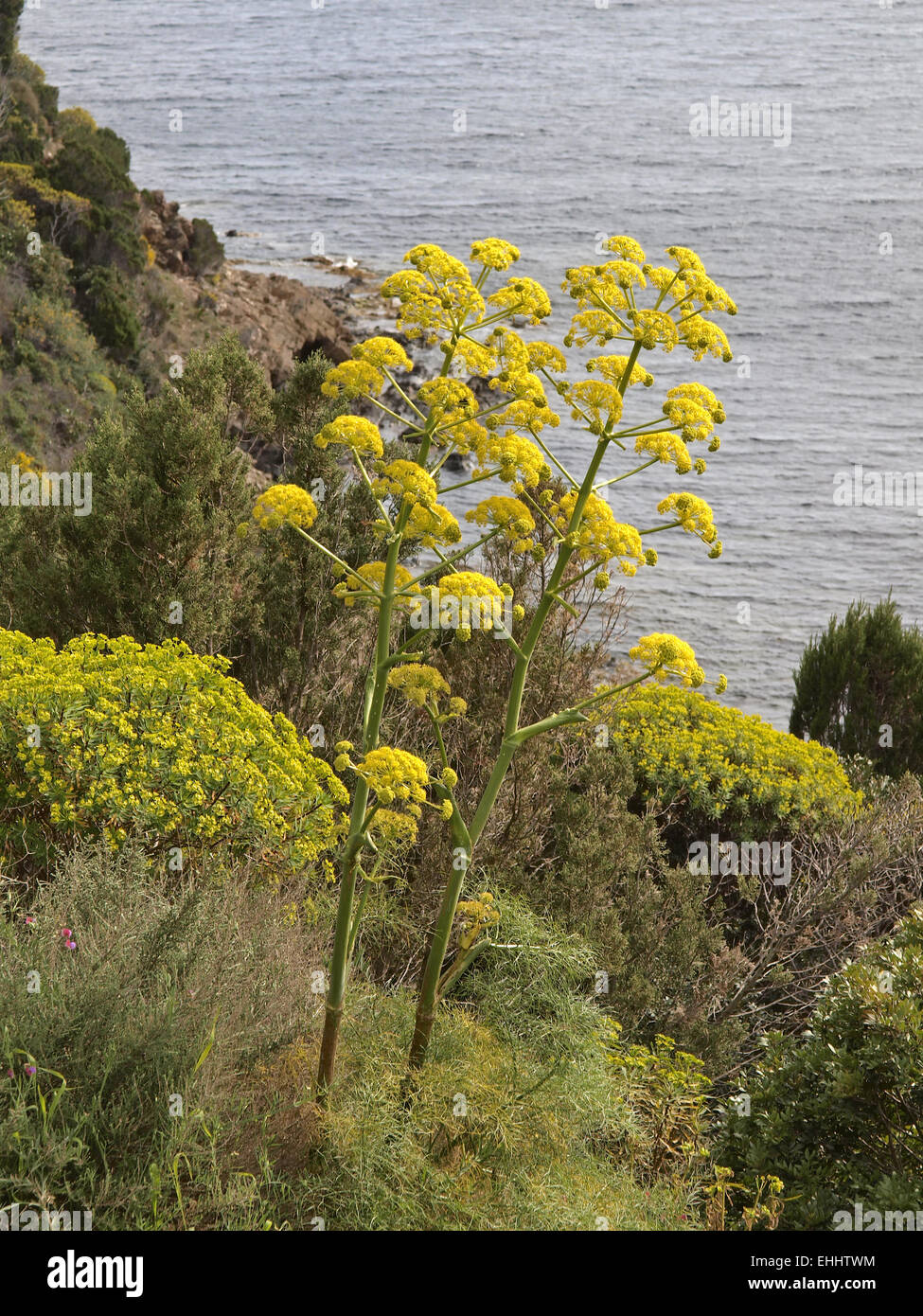 Ferula Communis, Riesen-Fenchel Stockfoto