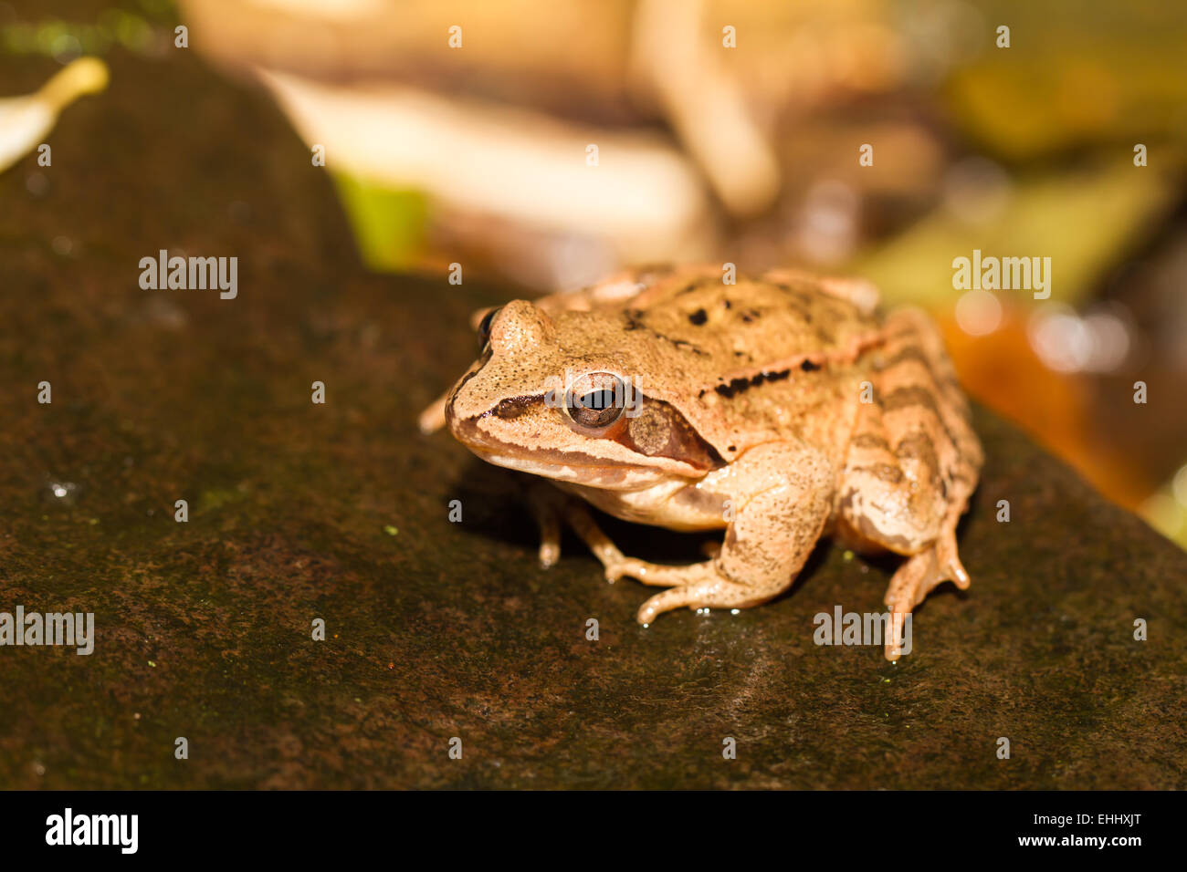 Nahaufnahme von einem gelben Frosch Stockfoto