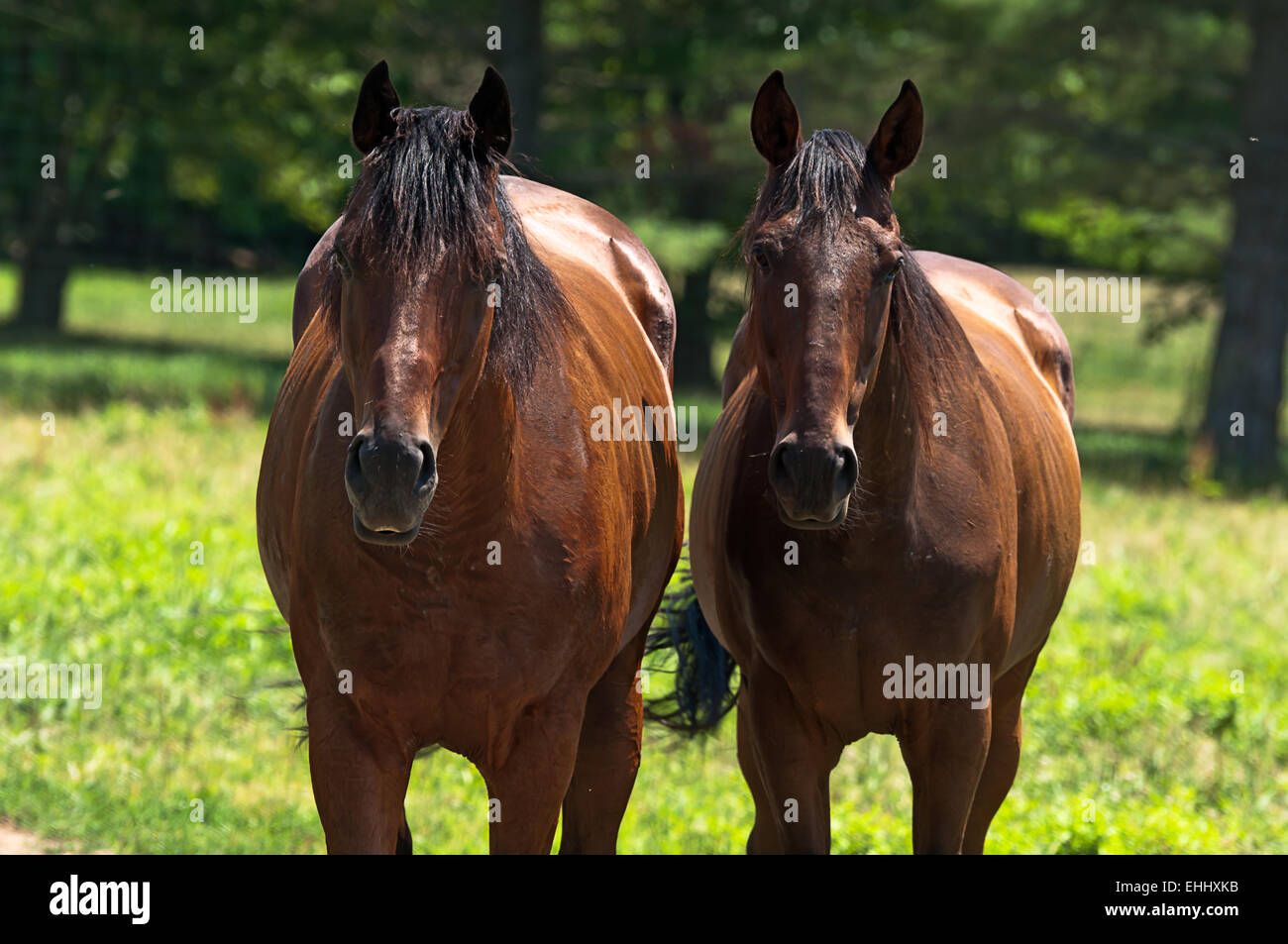 Pferde-Porträt Stockfoto