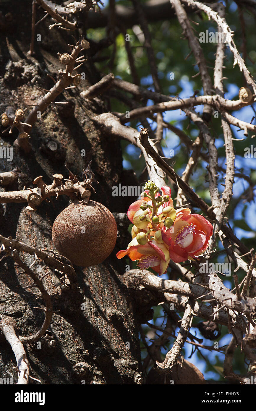 Kanonenkugel Baum Stockfoto