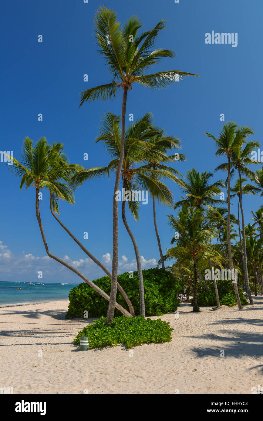Palmen Sie am tropischen Strand, Bavaro, Punta Cana, Dominikanische Republik Stockfoto
