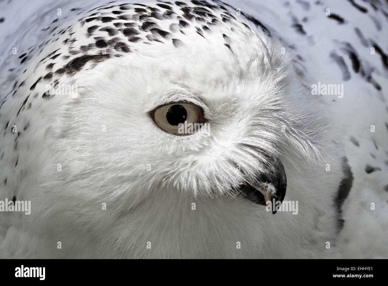 Bubo Scandiacus, Schneeeule, große weiße Eule Stockfoto