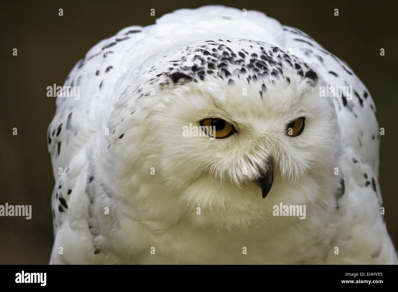 Bubo Scandiacus, Schneeeule, große weiße Eule Stockfoto